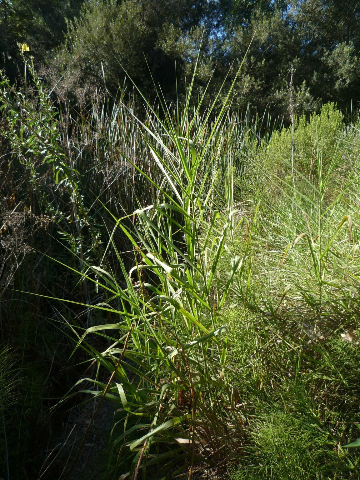 High Resolution Phragmites australis Plant